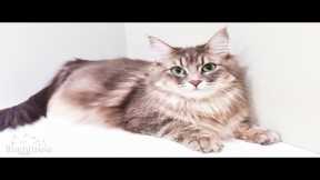 LIVE: Watch Fifi's newborn kittens grow up!