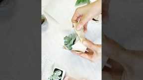 EASY DIY Succulent Gift Wrapping | Gift, Wedding, Party Favor Packaging ideas Creative