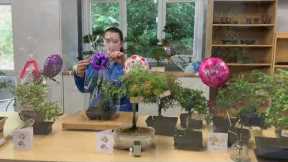 Birthday Bonsai Tree Gifts - For Her